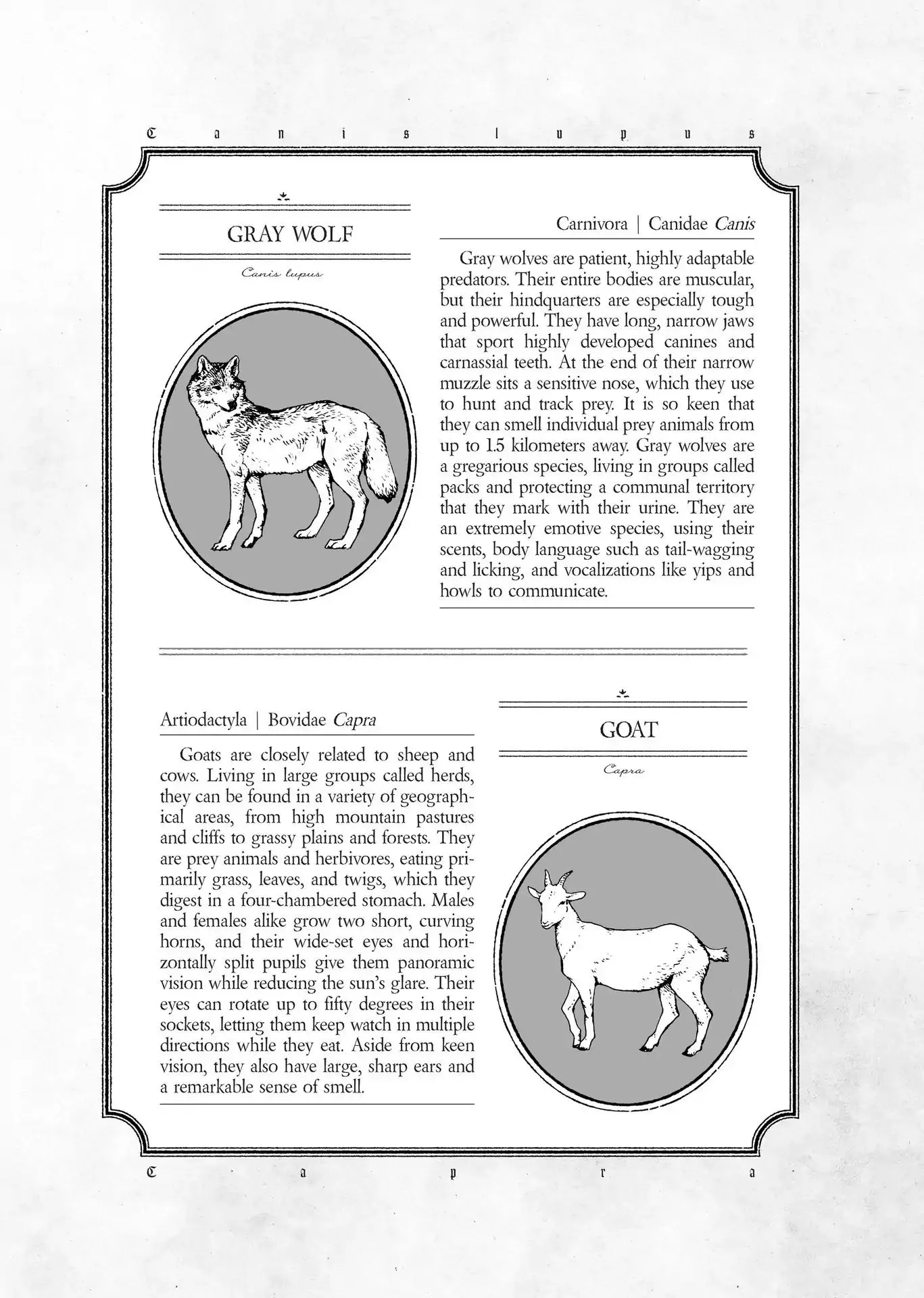 The Wize Wize Beasts of the Wizarding Wizdoms - Chapter 2 - Page 25